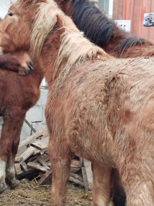 Лошадь байтал говоалтайскаяжылкы семiз