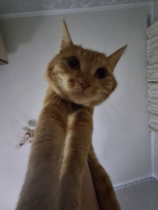 Отдам котика в добрые ручки