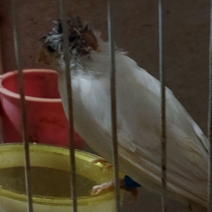 Продаются молодые канарейки самцы