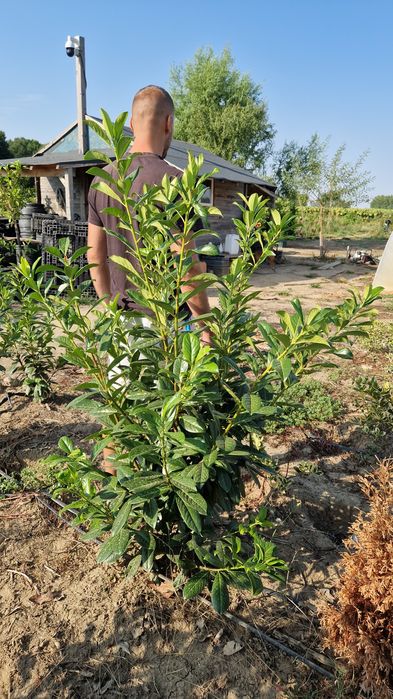 Prunus laurocerasus,  Laur Englezesc