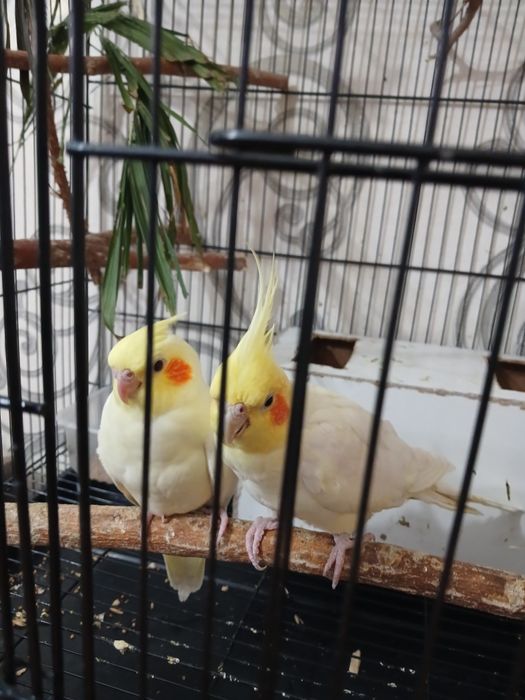 Продам кареллу мальчик 10000