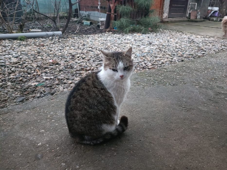 Donez pisicuțe jucăușe