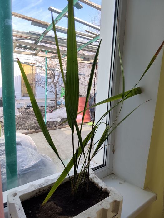 Продам комнатные цветы