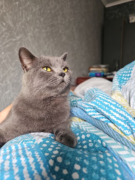 Британская кошка