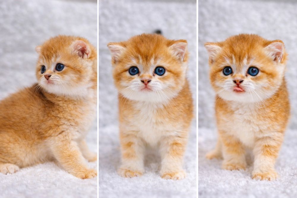 Очаровательные британские золотистые котята ждут любящую семью