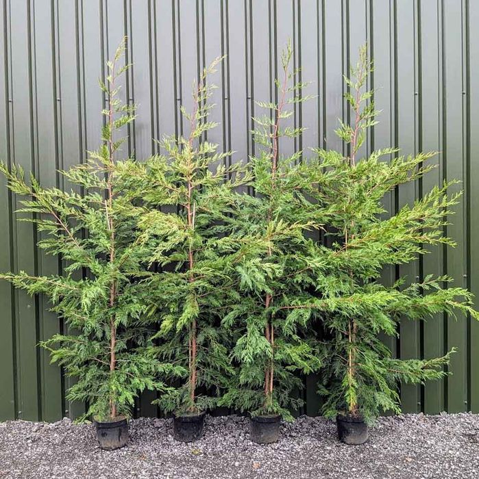 Туя Брабант и Лейланди в саксия 200+см Здрави, гъсти растения ТОП ЦЕНА