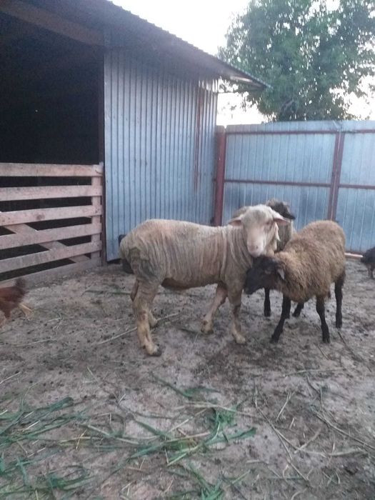 Vand berbec merinos de prasila
