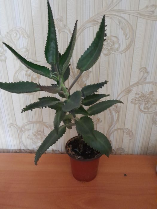 Каланхоэ Дегремона продам