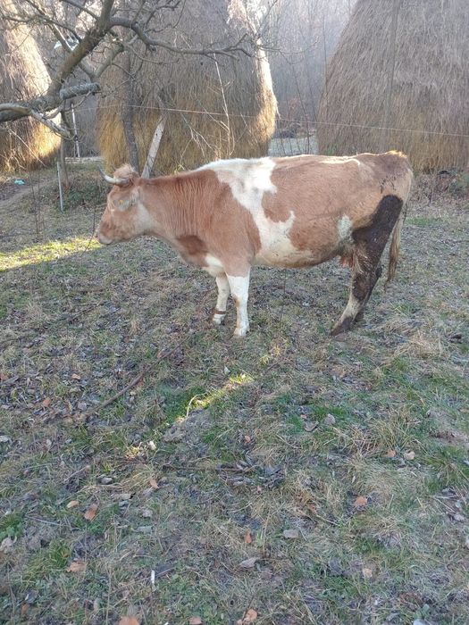 De vânzare doua vaci