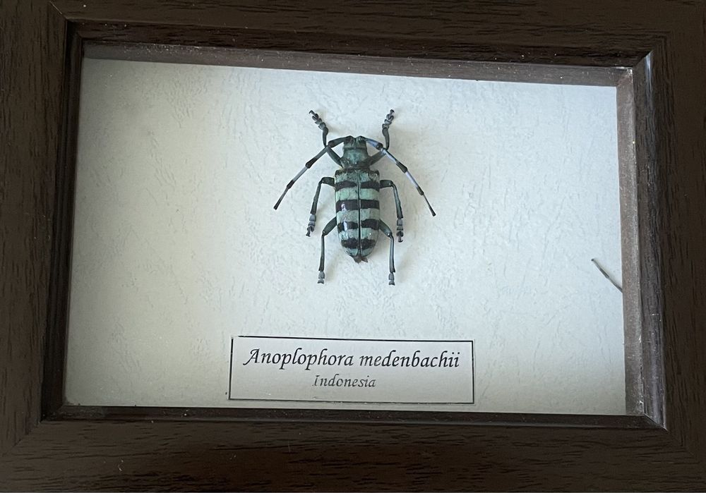 Жук Anoplophora medenbachit Индонезия