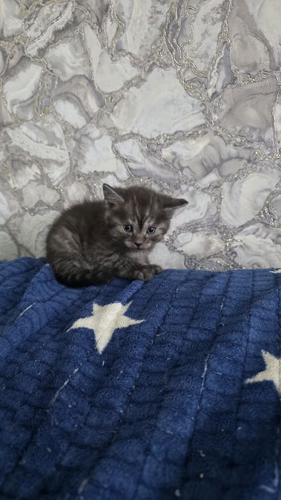 Продам шотландских котят