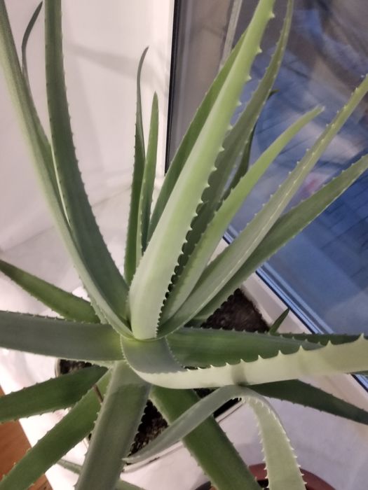 Продам алоэ Вера