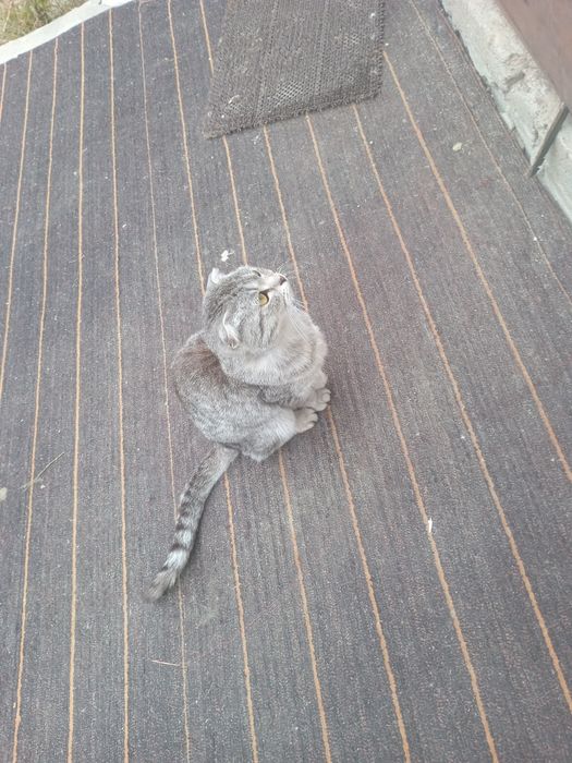Британские кошка девочка
