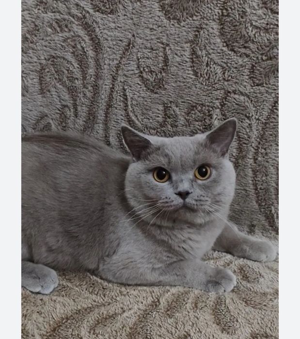 Скотиш страйт Мушук сотилади