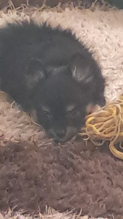 Щенок чихуахуа продам