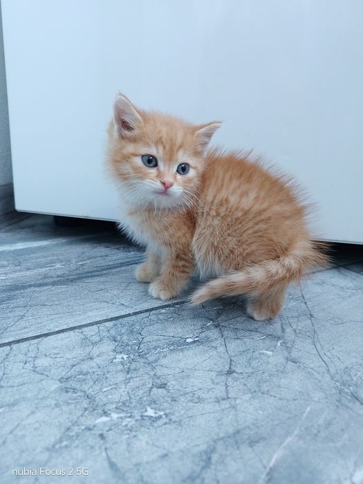 Котята, в добрые руки