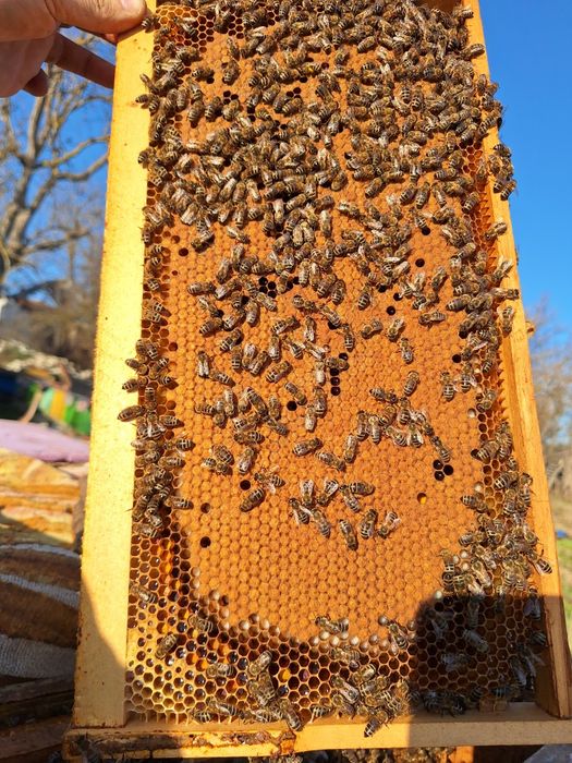 Vand familii de albine pe rama de 23, multietajat