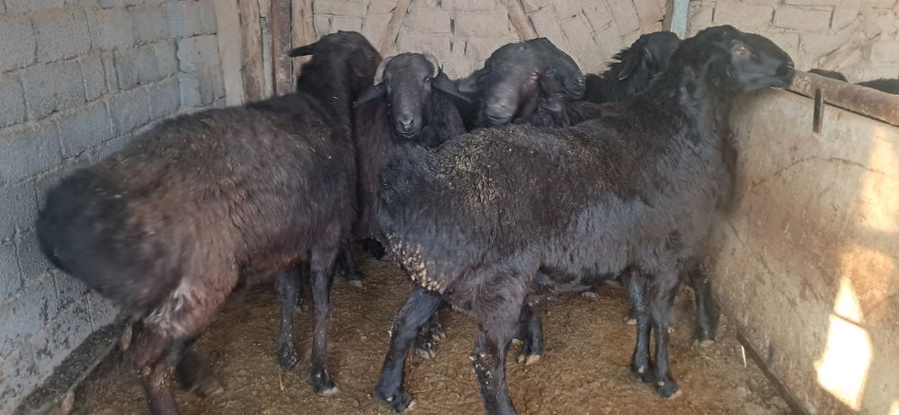 Кучкорлар сотилади срочна