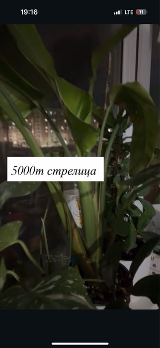Уй гулдери арзан багада сатылымда