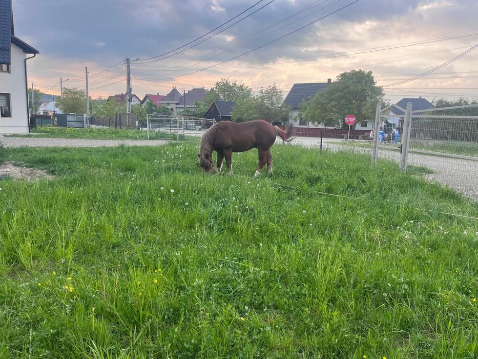 Mânz de 1si 9 luni