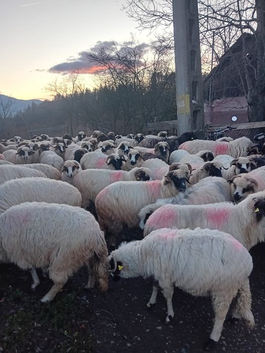 Vând oi tinere(miori și strămiori)