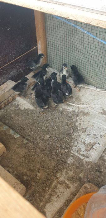 Кора шахзода ва жерси жужалари сотилади