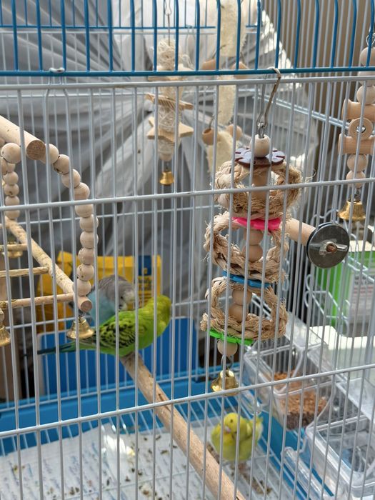 Продам птиц 3 шт , попугай