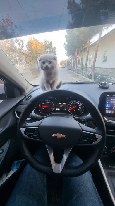 Tanirovka 10 oy ruxsat bor