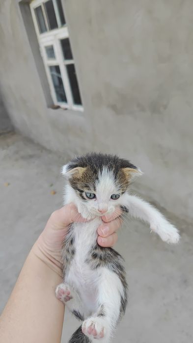 Продаются котята, возраст  1 -месяц  больше, породистые