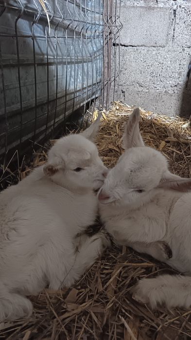 Vând lapte de capră foarte bun, fără miros de la capre de rasaSannen