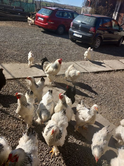 Oua brahma pt.incubat,si tineret