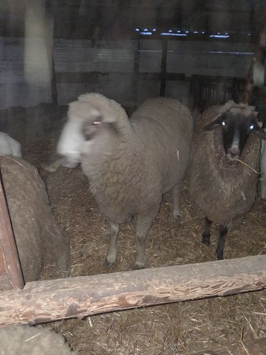 Oi cu miei de vanzare