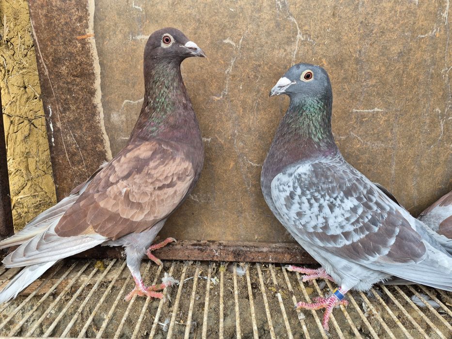 Vând porumbei voiajor culori