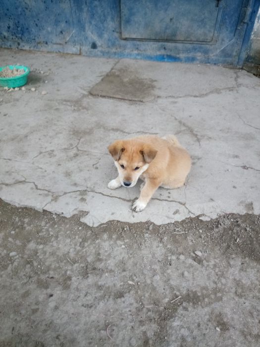 Красотку в добрые руки