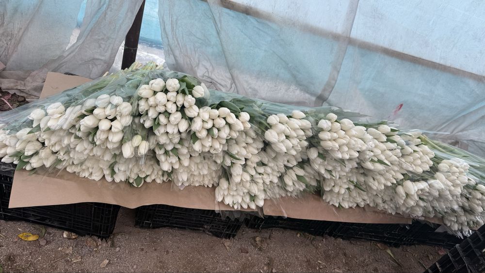 Тюльпан оптом