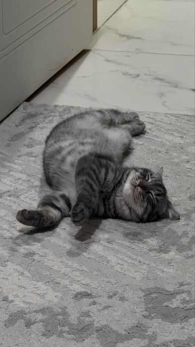 Шотландская кошечка