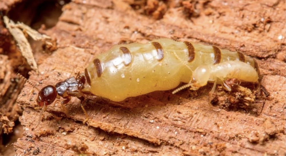 Обработка от термитов