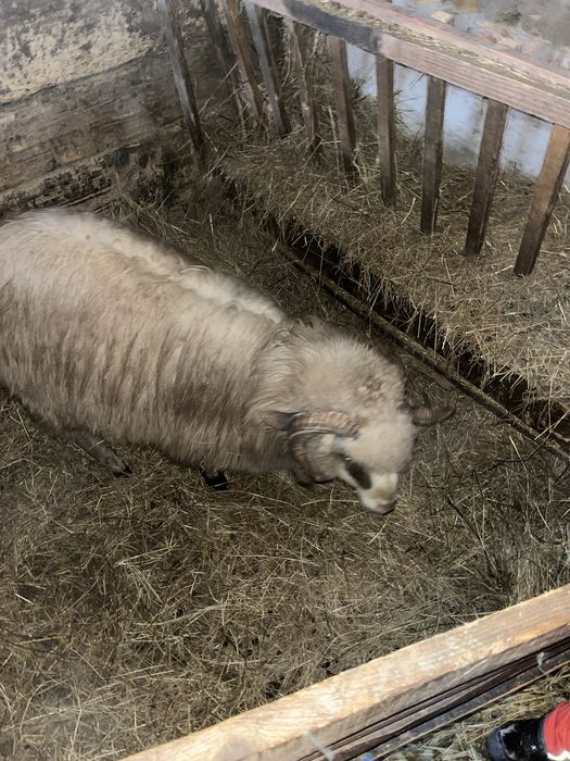 Vand berbec de 2 ani