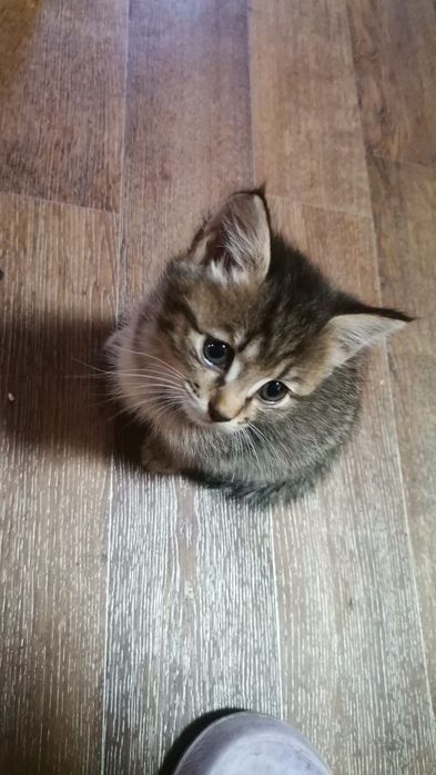 Отдам котят в добрые руки