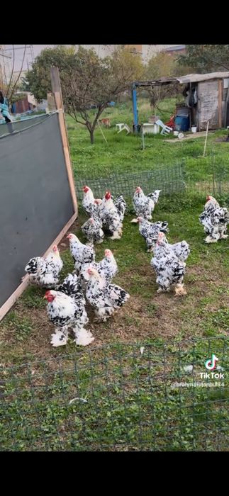 Куры брама Турция