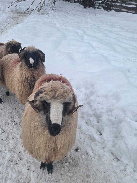 Vând berbecuți breji