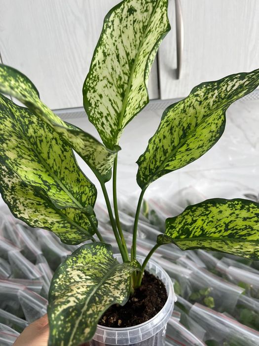 Комнатные растения