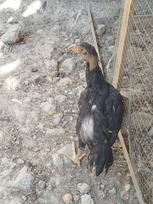Dakan jo'ja sotiladi