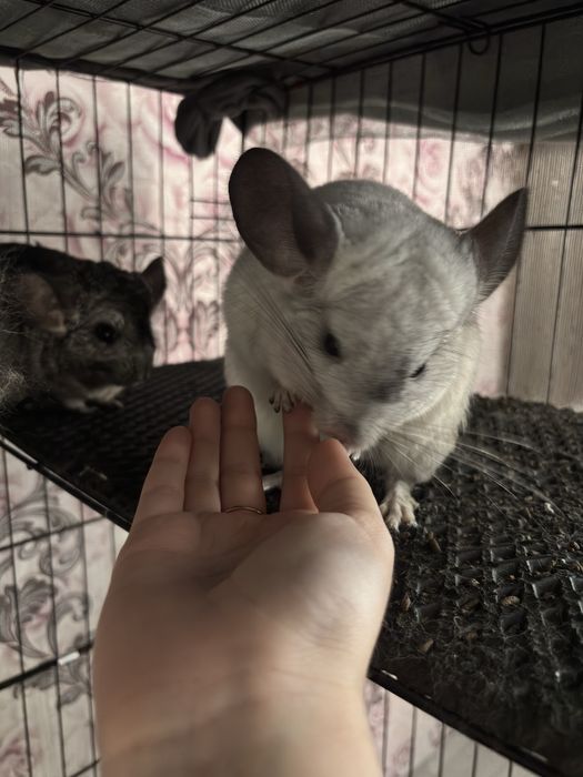 Шиншиллы 2 штуки