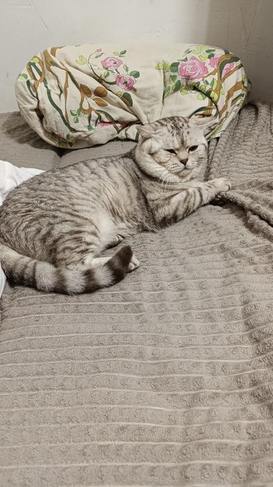 Продам котят девочки и мальчика