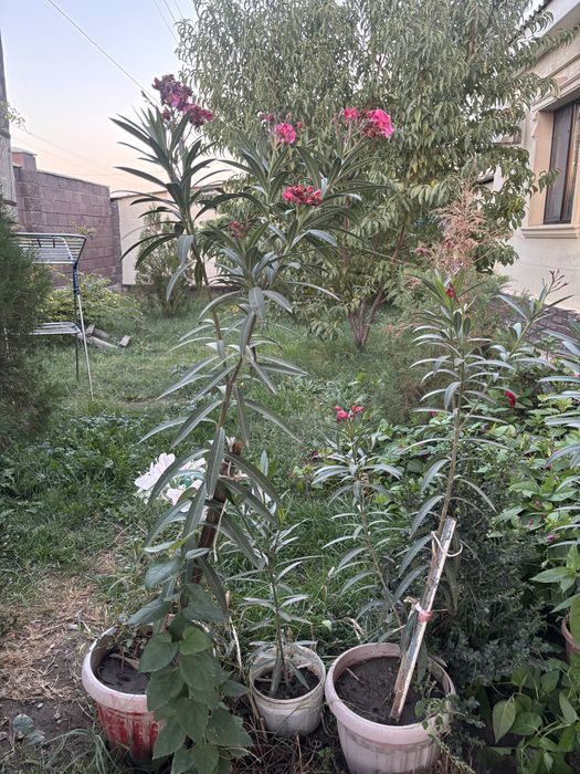 Продам цветы алиандр