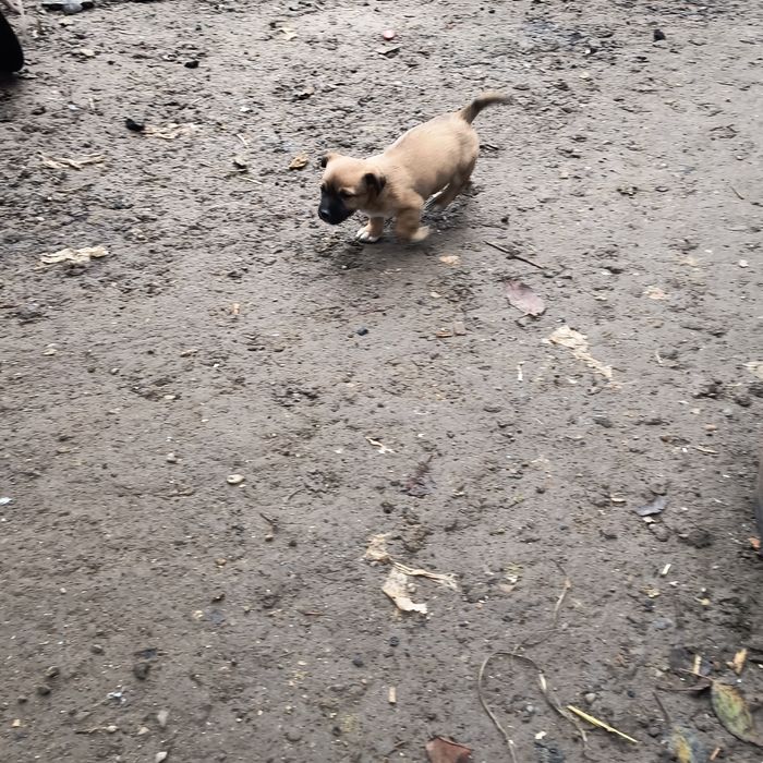 Cățelușe pechinez