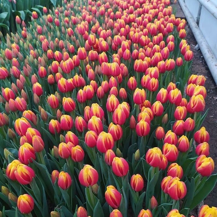 Тюльпаны оптом