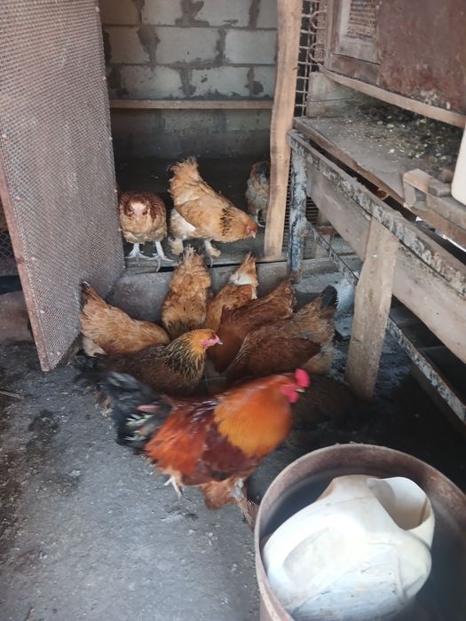 Продам яйца инкубационный