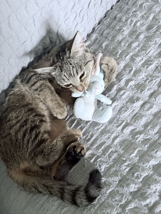 Домашняя кошечка бесплатно
